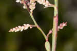 Largeleaf jointweed